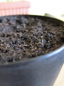 Oregano sprout