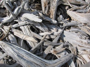 Driftwood pile