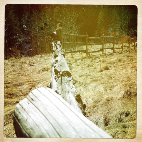 Old log fence