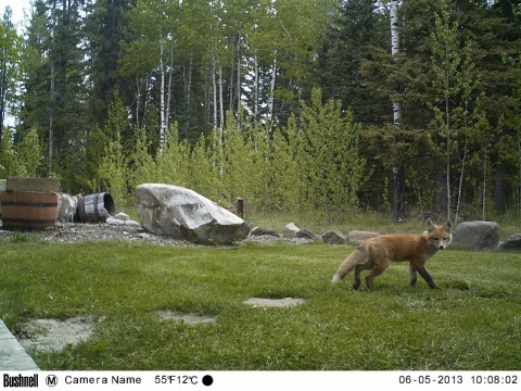 Fox whelp walking