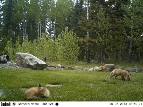 Fox family playing