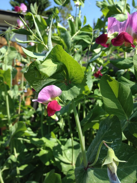 Pea blossoms are so pretty. We've taken a few bowls of tasty sweet peas and snow peas into the house (and into our bellies) since this photo was taken.