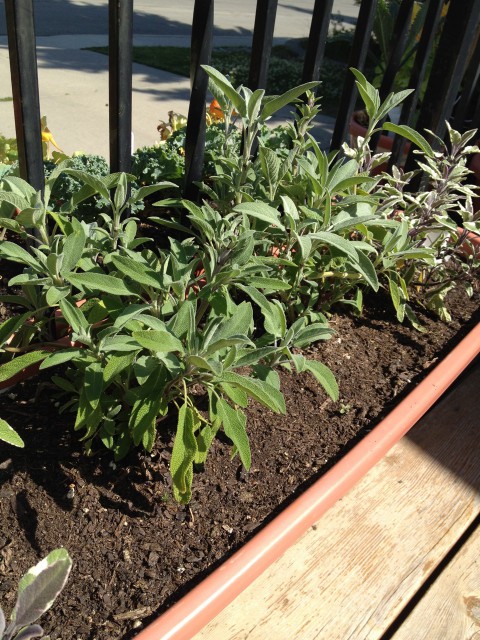 Our sage container, not doing as well this year as last, but not too bad.
