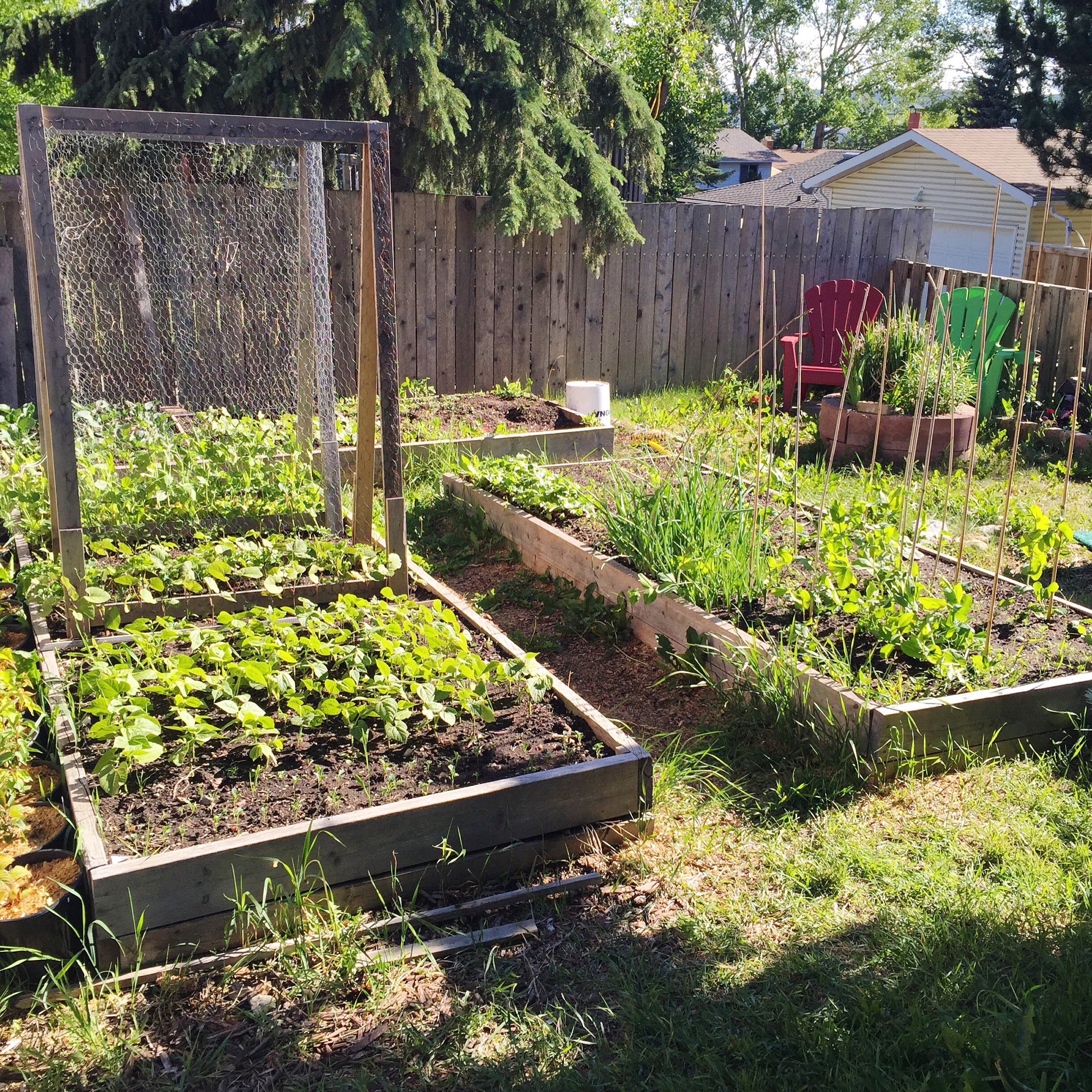 In the Garden: Backyard Veggie Garden Progress ~ By Bubblegum Sass ~ Urban Homesteading