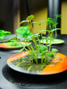 AeroGarden Thyme