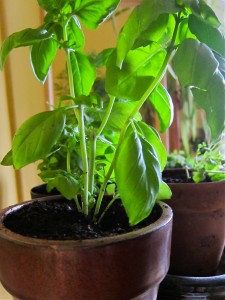 Basil plant in pot