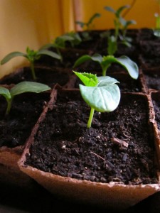 Cucumber Sprouts