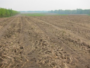 Asparagus Farm