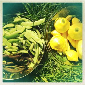 Veggie Garden Harvest