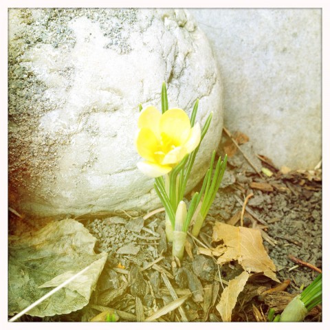 Yellow spring crocus