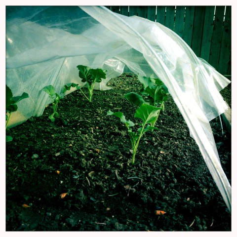 Broccoli under cold frames