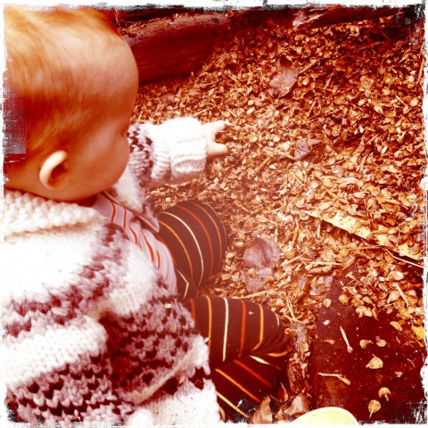 Sam diggin in pinecones