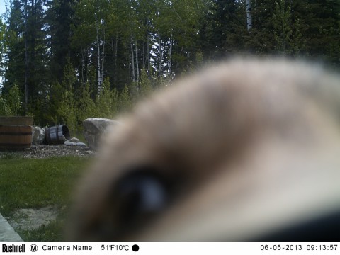 Curious fox