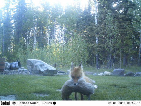 Mama fox with rabbit