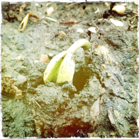 Sprouting veggies