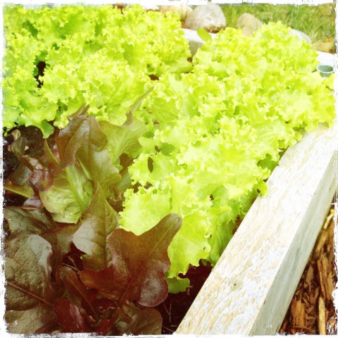 Curly lettuce