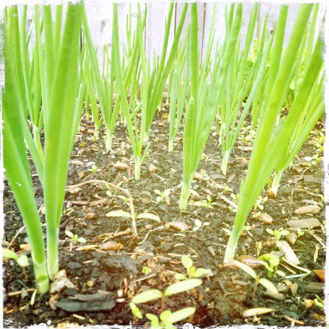 Forest of green onions