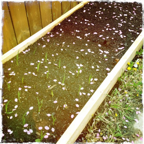 Apple blossoms falling like snow