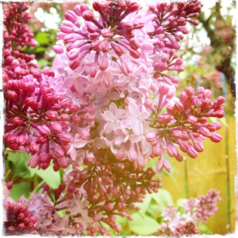 Blooming lilacs