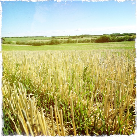 Crops growing