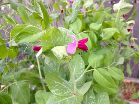 Pea blossoms