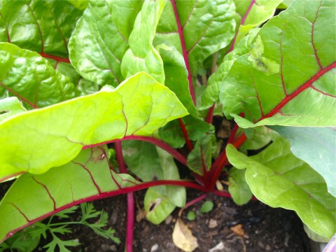 Chard