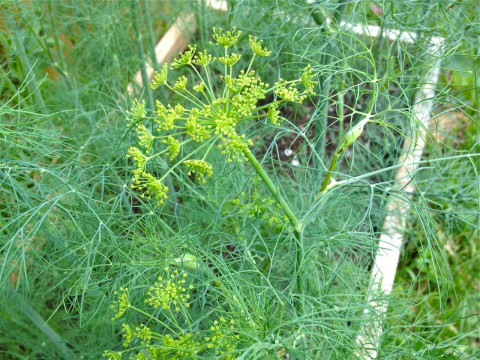 Dill