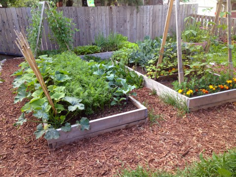 Raised veggie beds