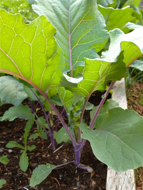 Veggie garden greens