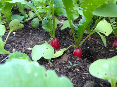 Radishes