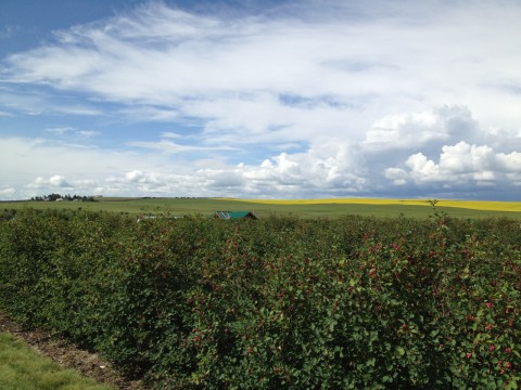 Solstice Berry Farm