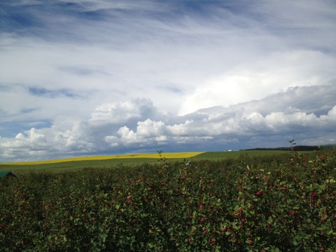 Solstice Berry Farm 2