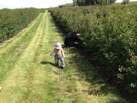 Sam at Solstice Berry Farm