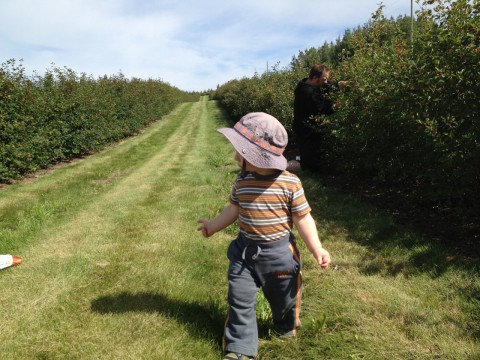 Sam at Solstice Berry Farm 2