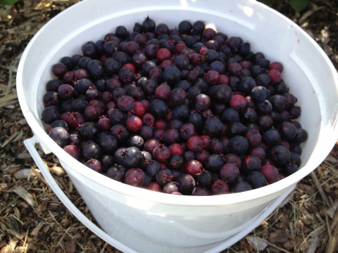 Saskatoon berries