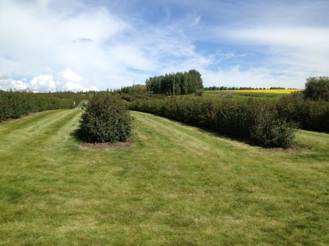 Rows of saskatoon berries