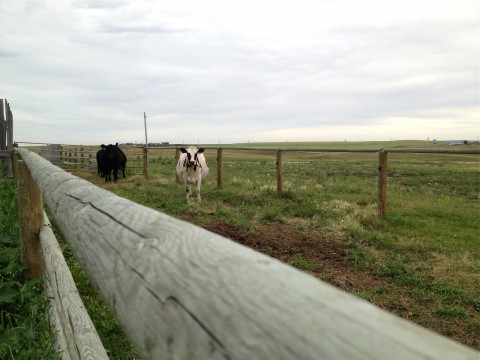 Trail's End ranch cattle