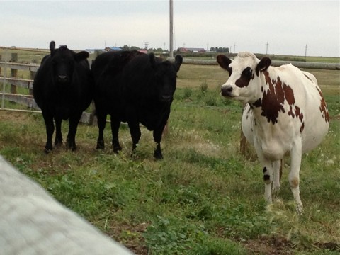 Trail's End ranch cattle 2