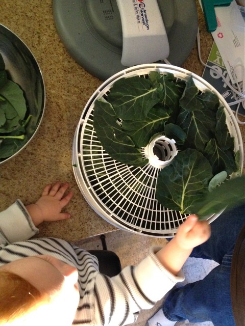 Sam helping with broccoli dehydrating 2