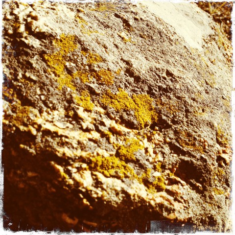 Lichen in Rocky Mountain National Park
