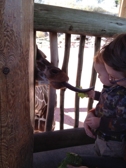 Feeding giraffes 2