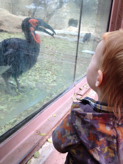 Sammy watching bird at zoo