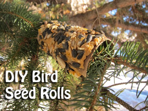 DIY Bird Seed Rolls by Bubblegum Sass