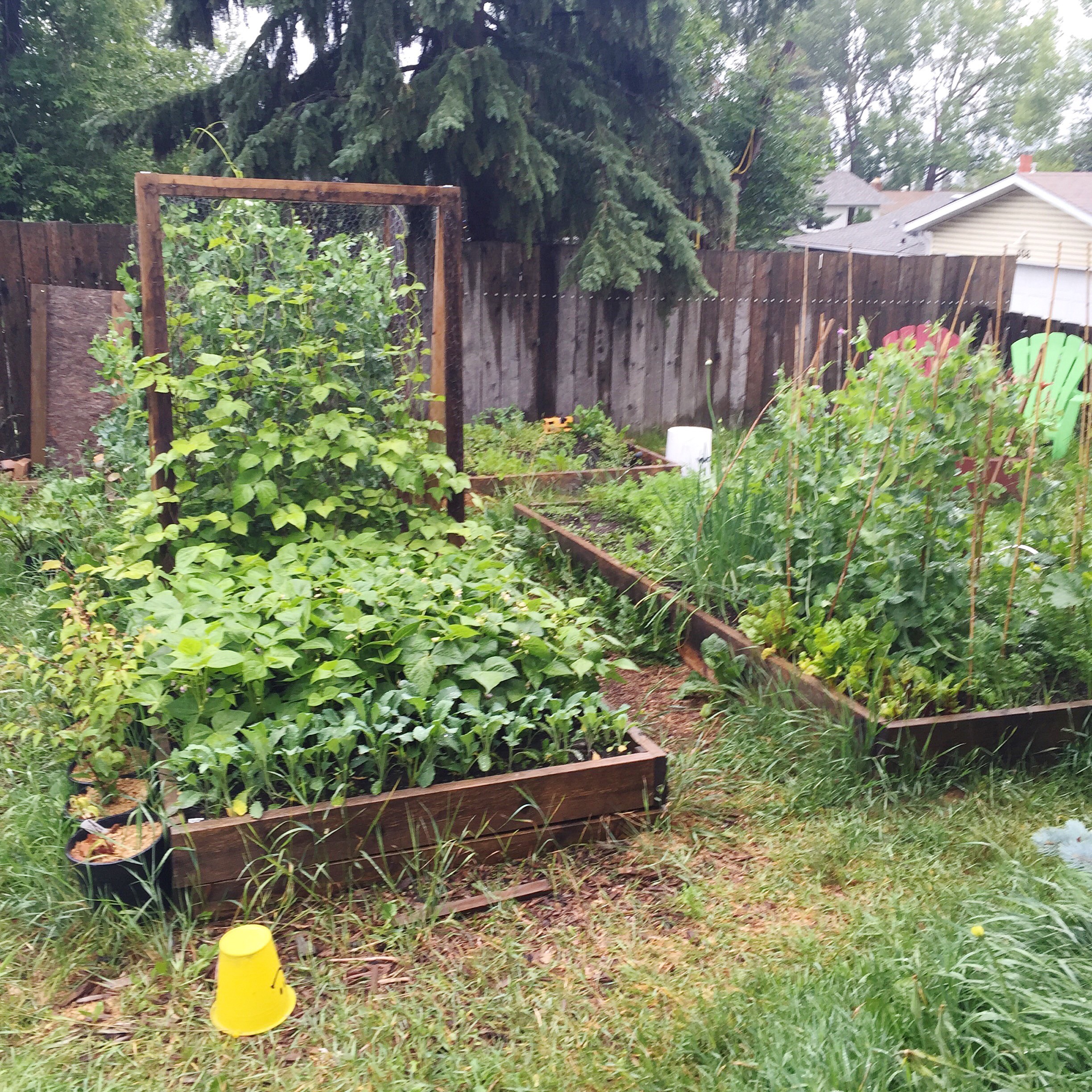 In the Garden: Backyard Veggie Garden Progress ~ By Bubblegum Sass ~ Urban Homesteading