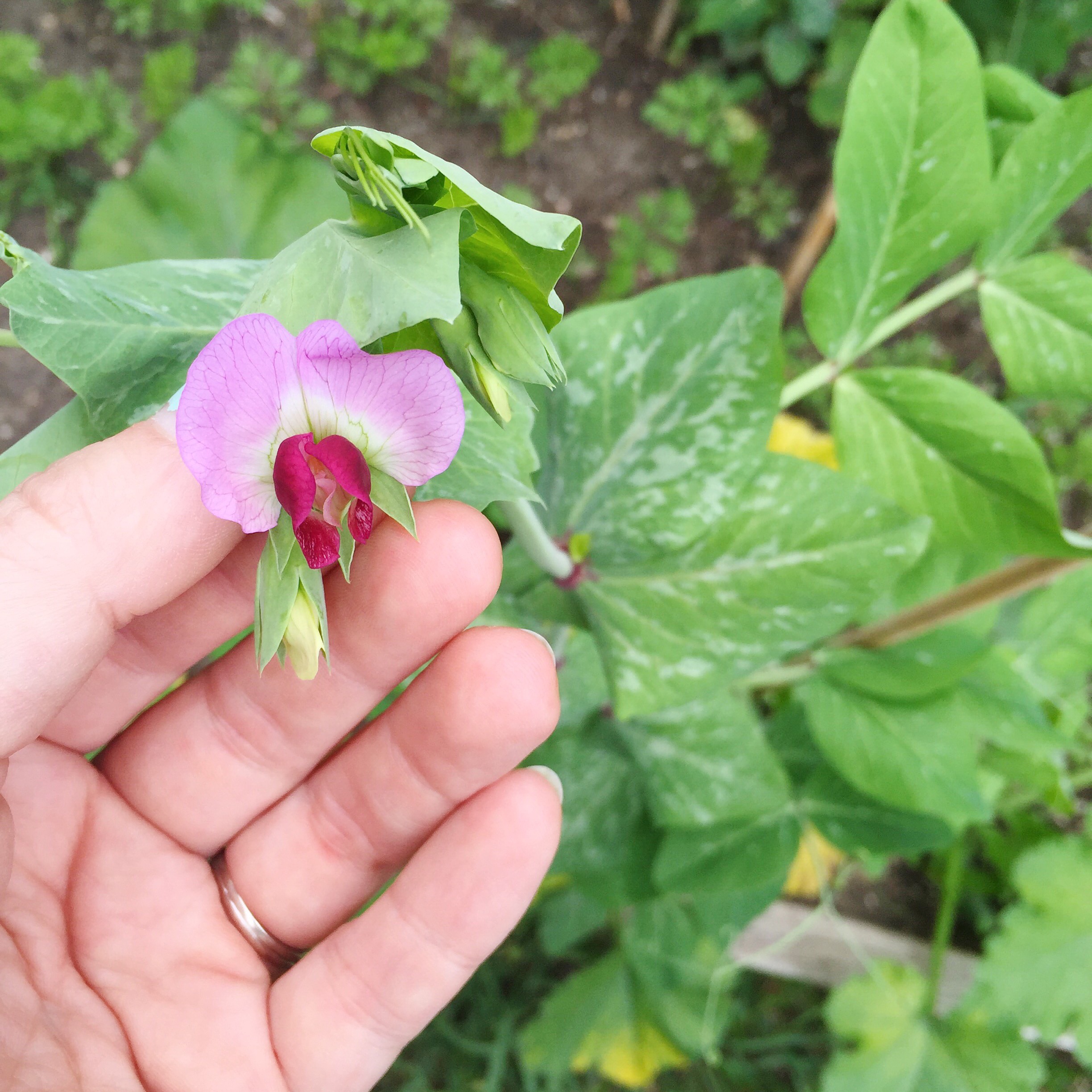 In the Garden: Backyard Veggie Garden Progress ~ By Bubblegum Sass ~ Urban Homesteading